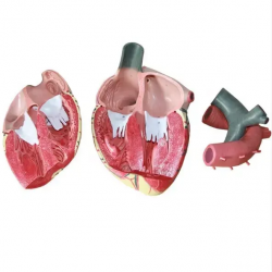 Образовательная анатомическая модель сердца UL-EEH