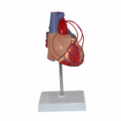 Большая анатомия сердца, модель человеческого сердца UL-04