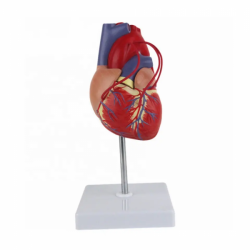 Большая анатомия сердца, модель человеческого сердца UL-04