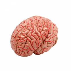 Анатомическая модель 8 частей человеческого мозга UL-3307