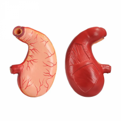 Модель анатомии человеческого желудка UL-C018