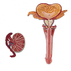 Анатомическая модель мужской репродуктивной системы UL-N