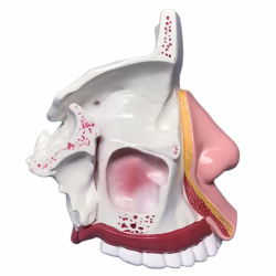 Анатомическая модель носовой полости UL-309