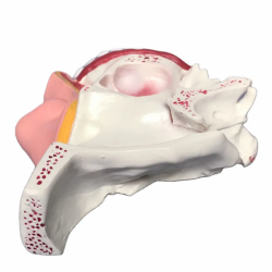 Анатомическая модель носовой полости UL-309