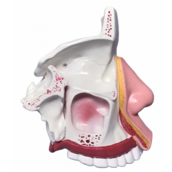 Анатомическая модель носовой полости UL