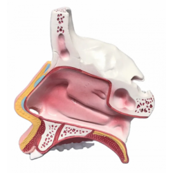 Анатомическая модель носовой полости UL