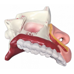 Анатомическая модель носовой полости UL