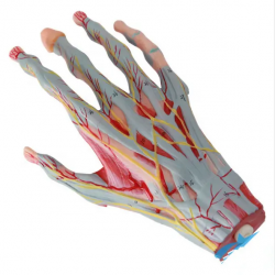 Модель мышц и кровеносных сосудов руки человека UL-7-10-3