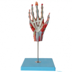 Модель мышц и кровеносных сосудов руки человека UL-7-10-3
