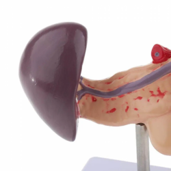 Модель селезенки человека висцеральная функция поджелудочной железы селезенка поджелудочной железы печень желчный пузырь модель 