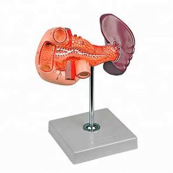Модель селезенки человека висцеральная функция поджелудочной железы селезенка поджелудочной железы печень желчный пузырь модель 