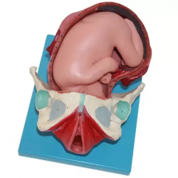 Модель процесса родов доношенного плода UL-10