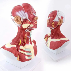 Анатомия головы, лица и мышц шеи в натуральную величину UL-03028
