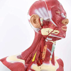Анатомия головы, лица и мышц шеи в натуральную величину UL-03028