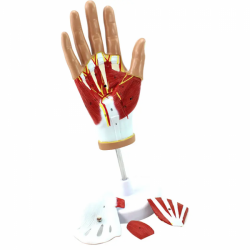 Медицинская модель нейроваскулярной мышцы руки человека анатомическая модель сустава руки UL-7-15