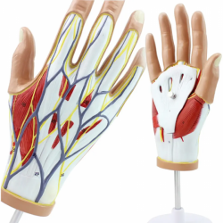 Медицинская модель нейроваскулярной мышцы руки человека анатомическая модель сустава руки UL-7-15