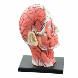 модель мускулатуры и нервного органа головы человека UL-YC