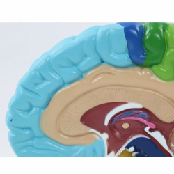 Медицинское обучение анатомии модели человеческого мозга в правом полушарии головного мозга человека в натуральную величину UL-E