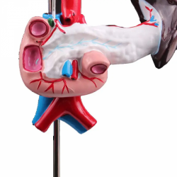 Медицинская анатомическая модель печени человека Панкреатодуоденальная медицинская учебная модель UL-05