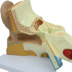 Равновеликая модель анатомии человеческого уха UL-05