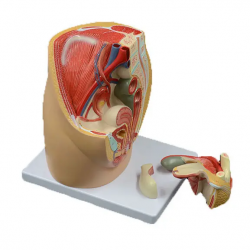 Анатомическая модель гинекологической мочевой системы женская сагиттальная анатомия женская тазовая модель репродуктивной систем