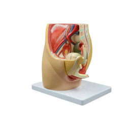 Анатомическая модель гинекологической мочевой системы женская сагиттальная анатомия женская тазовая модель репродуктивной систем