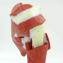 Анатомическую модель мышцы плечевого сустава Модель глубокой мышцы верхней конечности UL-06