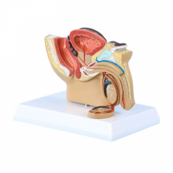 Сагиттальная анатомическая модель полости таза человека мужского пола Репродуктивный орган Репродуктивная система Анатомическая