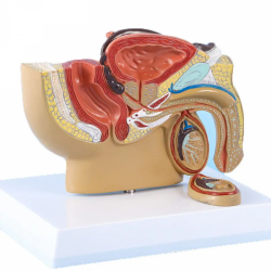 Сагиттальная анатомическая модель полости таза человека мужского пола Репродуктивный орган Репродуктивная система Анатомическая