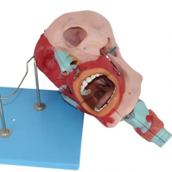 Медицинская научная анатомическая модель Головная мышца, нос, рот, горло, анатомическая модель головы UL-06