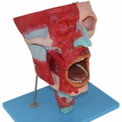 Медицинская научная анатомическая модель Головная мышца, нос, рот, горло, анатомическая модель головы UL-06