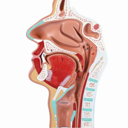 Модель анатомии человека, модель рта, носа, горла, модель с боковым вырезом UL-061