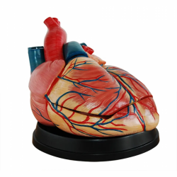 Анатомическая модель сердца Съемная структура человеческого сердца с моделью атеросклероза  UL-3302