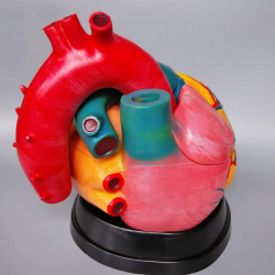 2 части в натуральную величину, пластиковая модель человеческого сердца UL-3306