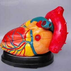 2 части в натуральную величину, пластиковая модель человеческого сердца UL-3306