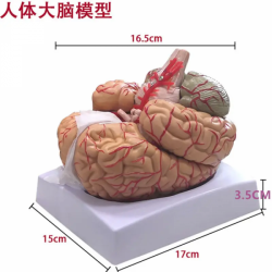Модель человеческого мозга, 8-частная модель, анатомически точная модель человеческого мозга UL-17