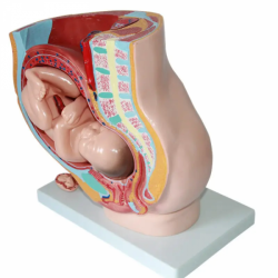 Анатомия человека Части женского таза (4 части)  UL-J-421