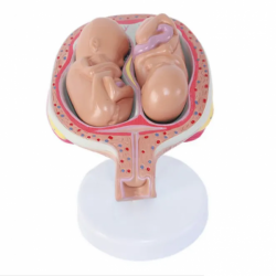 Анатомическая модель процесса развития беременности человека UL-03032