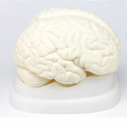 Модель мозга человека UL-304