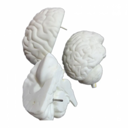 Модель мозга человека UL-304