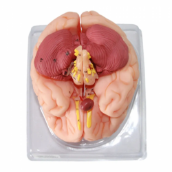 высококачественная медицинская анатомическая модель мозга из ПВХ в натуральную величину 9 частей UL-304B