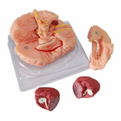высококачественная медицинская анатомическая модель мозга из ПВХ в натуральную величину 9 частей UL-304B