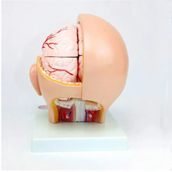 Мозг из 10 частей с артериями на модели головы, модель половины головы и анатомии мозга UL-318B