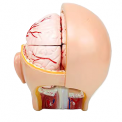 Модель головы человека с мозгом из 10 частей UL