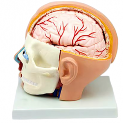 Модель головы человека с мозгом из 10 частей UL
