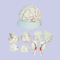 Модель мозга, цена, усовершенствованная, высококачественная, в натуральную величину, ПВХ, мозг, 9 частей, медицинская анатомичес