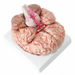 Человеческий анатомический мозг в натуральную величину с артериями 9 частей UL-308D