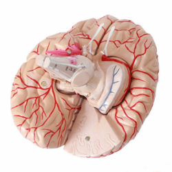 Человеческий анатомический мозг в натуральную величину с артериями 9 частей UL-308D
