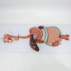 Модель пищеварительной системы человека анатомическая модель модели анатомии пищеварительной системы UL-YHE