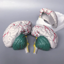 Высококачественная пластиковая модель мозга  UL-304A